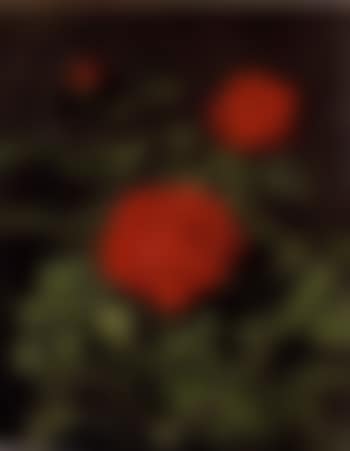 Red roses (preview)