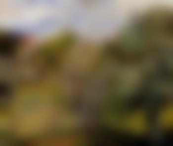 Paysage de Provence (preview)