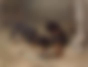 Interior scene of 2 dachshunds (preview)