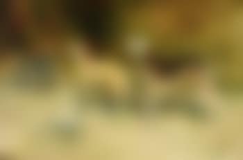 Lupin, Peggy, Lotus and another dog (preview)