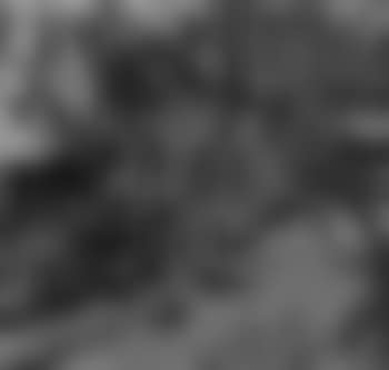 Study of tulips (preview)