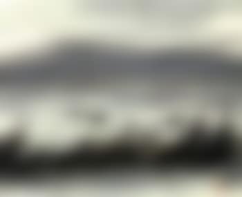 Wild geese (preview)