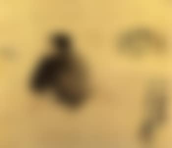 Boy and bird (preview)