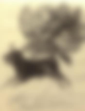 Toro mariposa (preview)