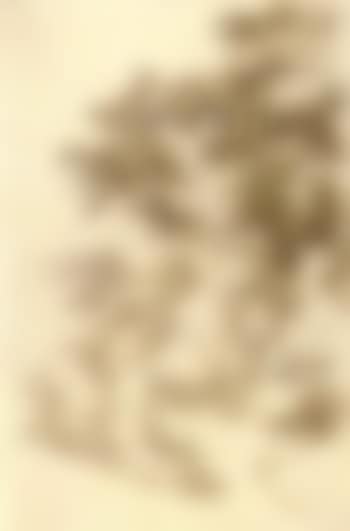 Trees and undergrowth (preview)