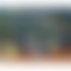 Pesage a Longchamps (preview)