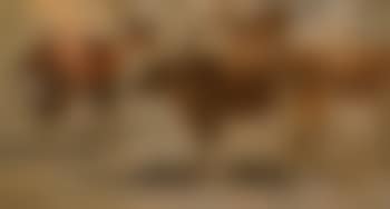 Etude de vaches (preview)