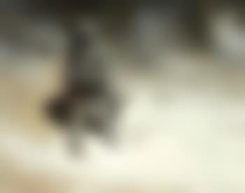 Strong North wind is blowing (preview)