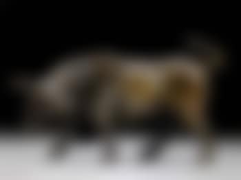 Bull about to charge (preview)