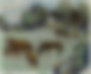 Landscape with horses grazing in meadow (preview)