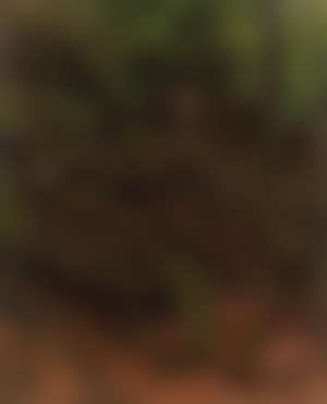 Woodland (preview)