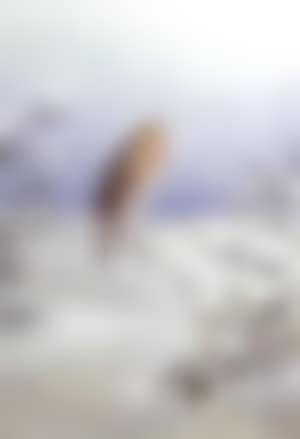 Study of a robin in a winter landscape (preview)