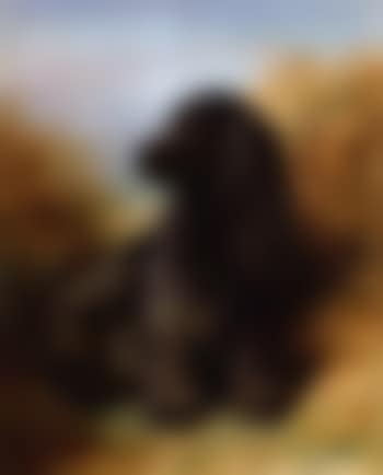 Portrait of a Cocker Spaniel, Cinder II (preview)