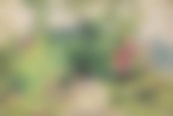 Garden with flowers (preview)