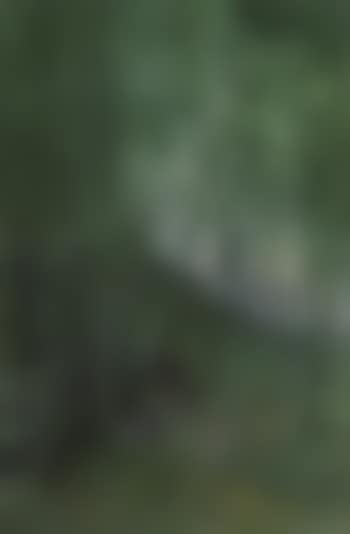 Bamboo grove (preview)