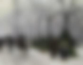 Sale of Christmas trees, Frederiksberg Avenue (preview)