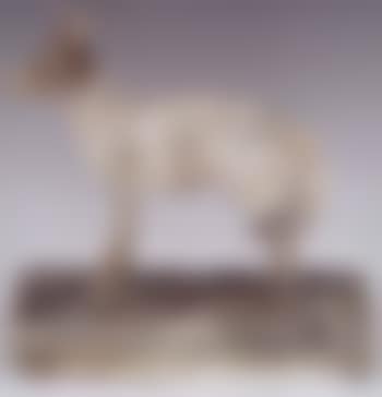 Chacal (preview)