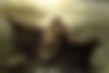 Fisherman's dream (preview)