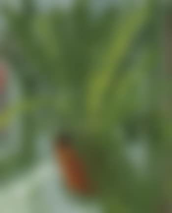 Fern in pot (preview)
