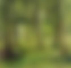 Wooded landscape with figure reading (preview)