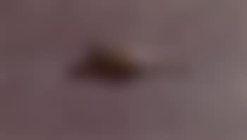 Brush (preview)