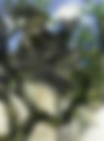 Bricked up gate (preview)