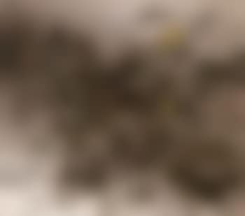 Genesis (preview)