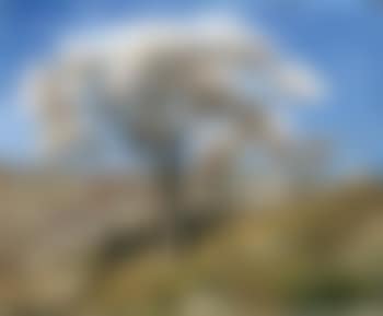 Printemps en Provence, les amandiers en fleurs (preview)