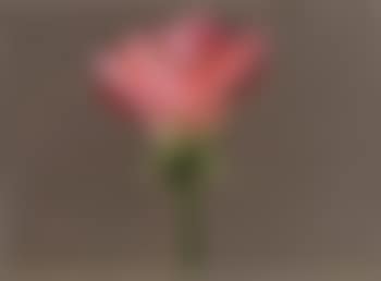 Rose (preview)