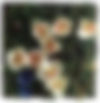 Snowdrop (preview)