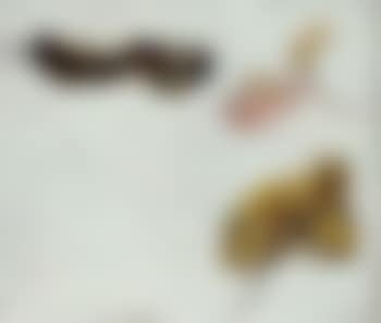 Leaves (preview)