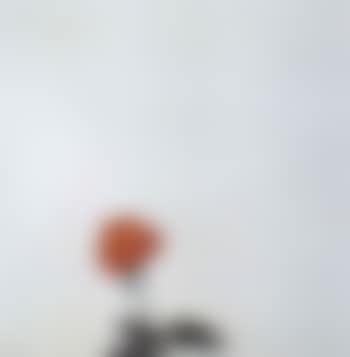 Rose in detail (preview)