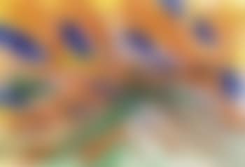13 August (preview)