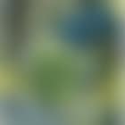 Still life (preview)