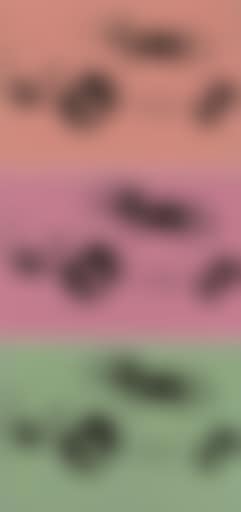 Volkswagen beetles (preview)