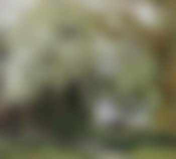 Under a blossoming tree (preview)