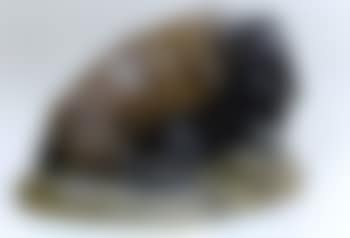 Buffalo lying down (preview)