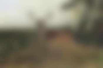 Stag in clearing (preview)