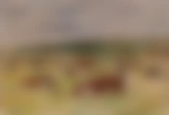 Vaches au paturage (preview)