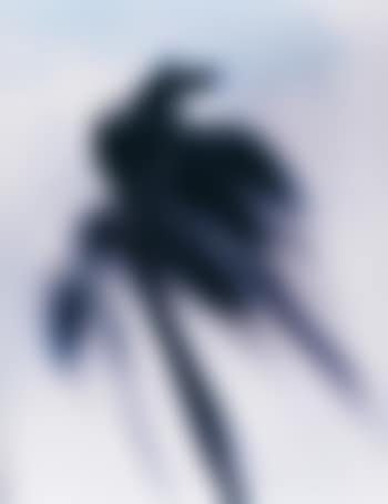 Untitled, coconut tree (preview)