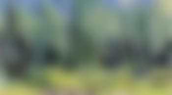 Pine forest (preview)