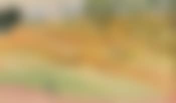 Paysage du Pakistan, champs moissonnes (preview)
