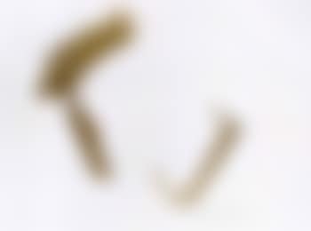 Funf lithographien (preview)