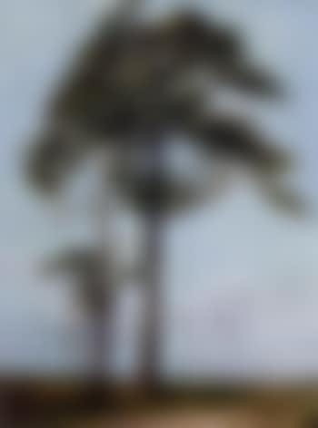 Fir trees (preview)