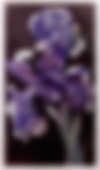 Dutch iris (preview)