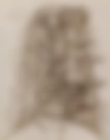 Female head (preview)