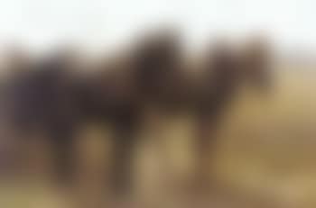 Horse cart on field track (preview)