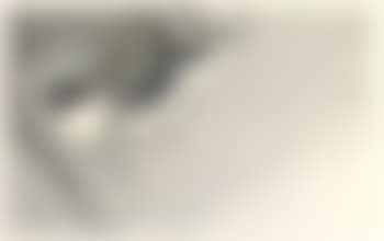 Poach (preview)