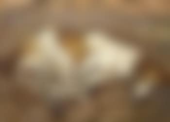 Chien endormi (preview)