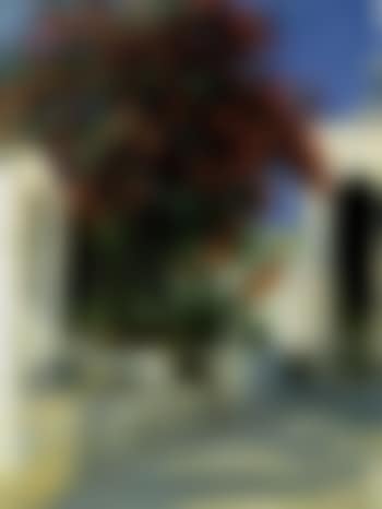 Flowering bush at Anacapri in sunshine (preview)